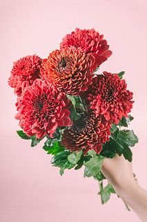 デコラレッドのマム