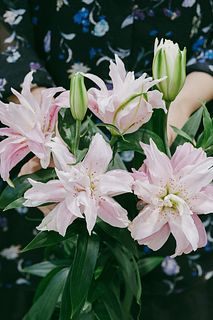 八重咲きリリー「ディアンサ」(2本)