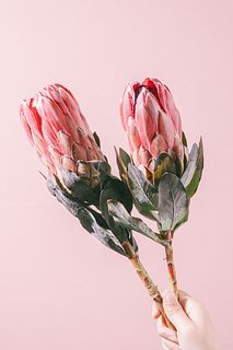 【10月のお買い得】ピンクのプロテア（2本）