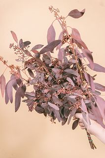 イタリア産の高級実付きユーカリ「レッドポポラス」