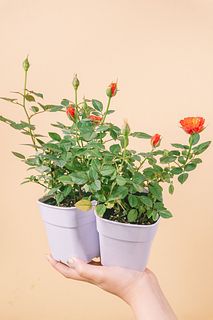 ミニバラ「サンセットコルダナ」（2個セット）