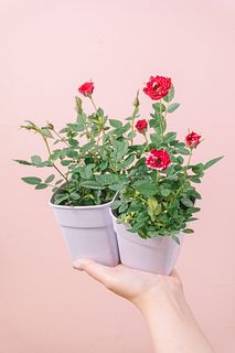 ミニバラ「ゼブラ」（2個セット）