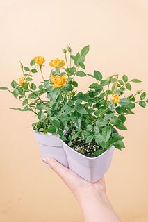 ミニバラ「橙」（2個セット）