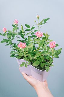 ミニバラ「パープルピンク」