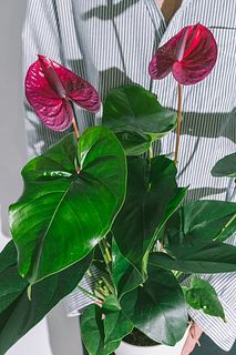 希少アンスリウム「ユタ」