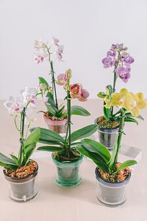 給水ポットで育てるミディファレノ（1鉢）