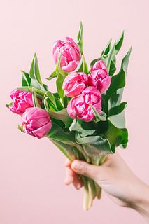 ピンクのチューリップ