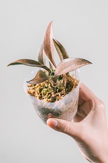 珍奇植物 オエセオクラデス「モノフィラ」