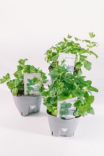 料理ハーブ「ミント」（２鉢セット）