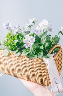 ビオラ「パステルフリル 淡青」とバスケット