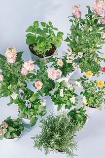 特盛り！ガーデニングセット（6鉢セット）