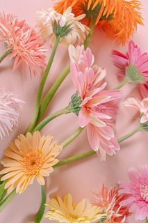 ハッピーガーベラミックス