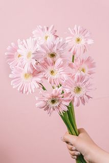 ガーベラ「ネクタリンケーキ」