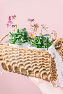 ビオラ「パステルフリル 桜貝」とバスケット