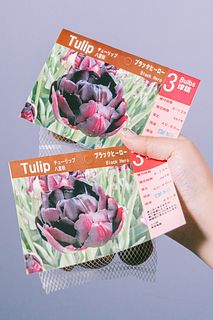 希少チューリップの球根「ブラックヒーロー」