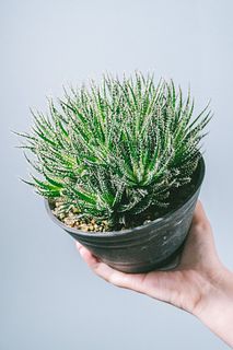 世界最小のアロエ「ハオルチオイデス」