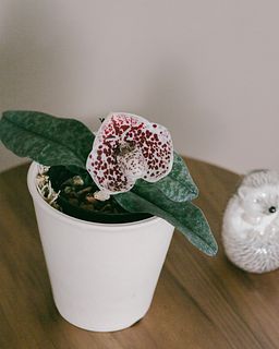 希少パフィオペディラム「ベラチュラム」