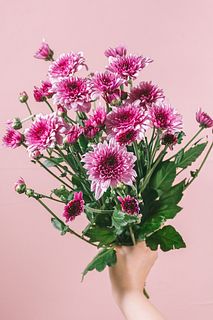 ルージュピンクのスプレーマム