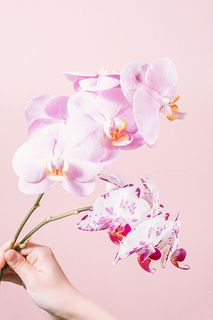 日野洋蘭園のエミリーとレベッカ（2本）