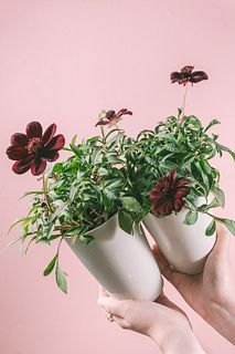 チョコの香り！チョコレートコスモス「チョカモカ」（2鉢セット）