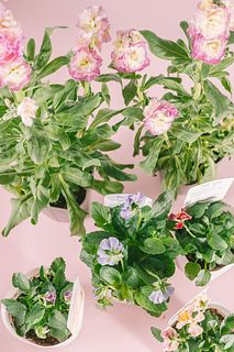 特盛り！ガーデニングセット（6鉢セット）