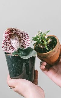 希少品種ランセット