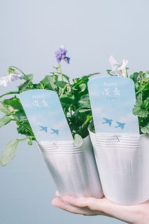 ビオラ「パステルフリル 淡青」（2鉢セット）