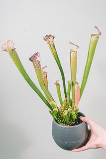 給水ポットで育てるサラセニア