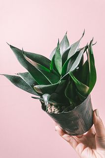 サンセベリア「ブラックドラゴン」