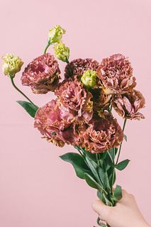 トルコキキョウ「アンバーダブルショコラ」