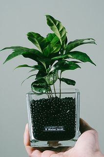 コーヒーの木（チャコボール）