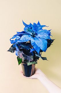 青いポインセチア