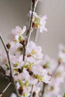 【先行販売】早咲き桜