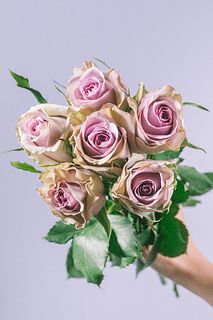 アンティークラベンダーローズ