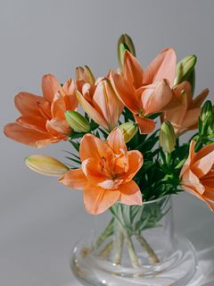 【産直】今井ゆり園の「プラパズ」