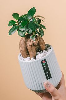 幸運を呼ぶガジュマル（パステルポット）