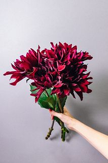 ダリア「黒蝶」