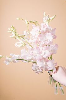 ピーチカラーのデンファレ