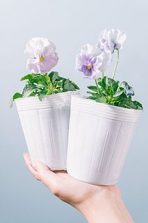 フリル咲きパンジー「フェデネージュブルー」（2鉢セット）