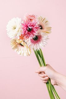 ベリーラテガーベラ