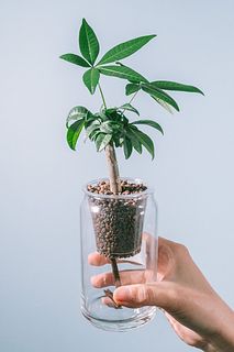 クリアウォーターリウムジャーポットで育てる「パキラ」