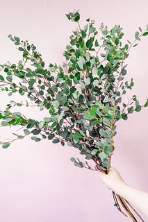 ハートリーフのユーカリ（ロングサイズ）