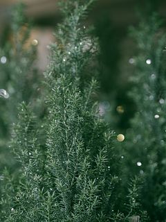 キラキラ輝く「小さなクリスマスツリー」（１鉢）