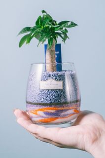 サンセットサンドで育てる「パキラ」