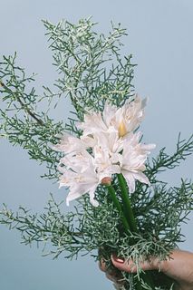 星咲く花「ダイヤモンドリリー」