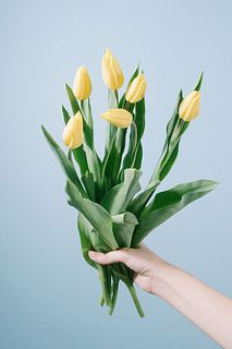 早咲き黄色いチューリップ