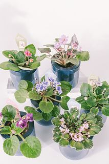 給水ポットで育てるセントポーリア