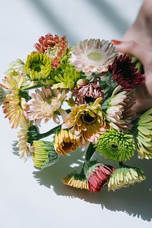 【産直】松木園芸のつぼみガーベラ