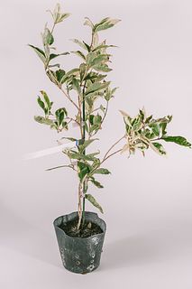 斑入り金木犀の鉢