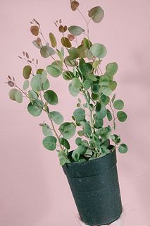 ユーカリ「ポポラス」